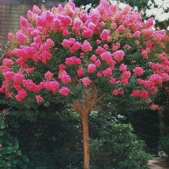Lagerstroemia - Pink